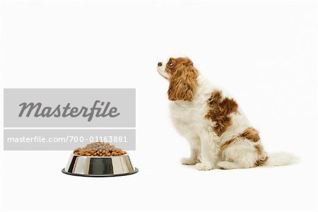 Dog Sitting in Front of Dog Food Bowl