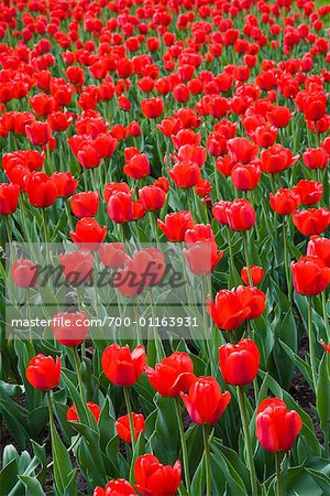Tulips, Commissioners Park, Ottawa, Ontario, Canada