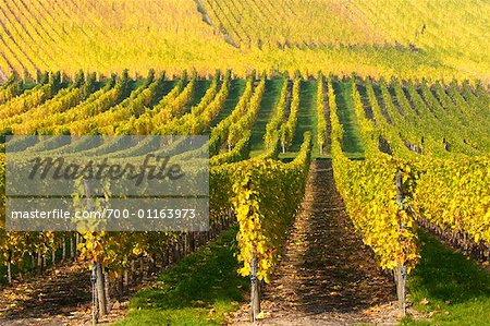 Weinberg, Elsass, Frankreich