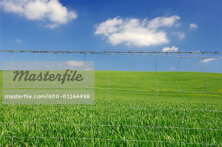 Field Behind Wire Fence, Andalucia, Spain