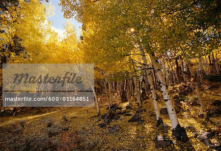 Tremble en automne, Colorado, USA