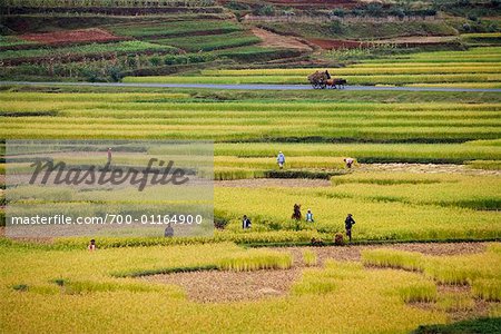Récolte du riz près de Behenjy, Madagascar