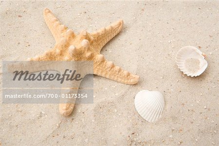 Sea Star and Shells on Sand