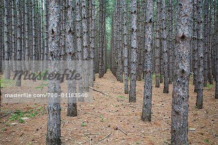 Pine Forest Plantation, Ontario, Canada