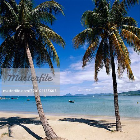 Palmiers sur la plage, Martinique