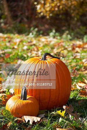 Kürbisse im Herbst-Feld