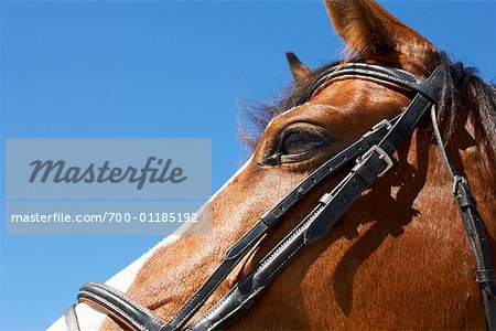 Close Up of Horse's Head