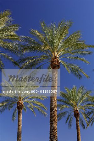 Palm Trees, Las Vegas, Nevada, USA