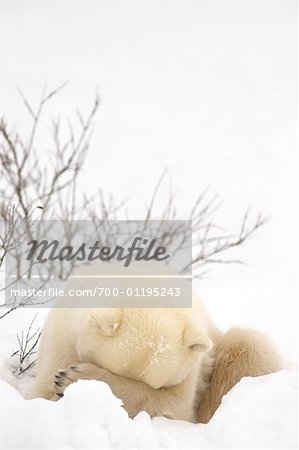 Eisbär versteckt Gesicht, Churchill, Manitoba, Kanada
