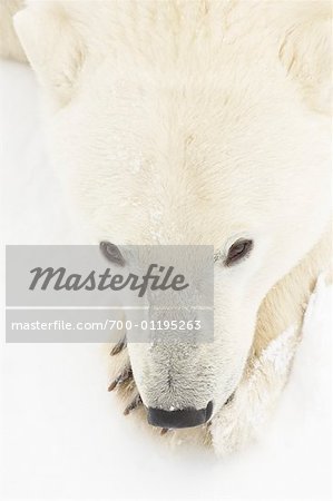 Portrait of Polar Bear