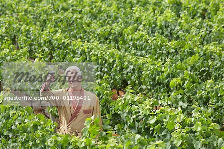 Portrait de l'homme dans le vignoble