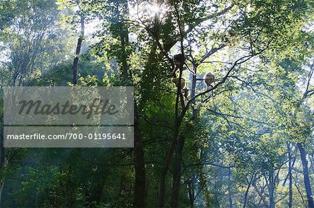 Golden Monkeys, Zhouzhi National Nature Reserve, Shaanxi Province, China