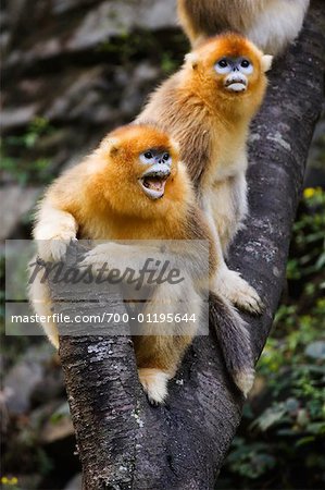 Golden Monkeys, Qinling Mountains, Shaanxi Province, China