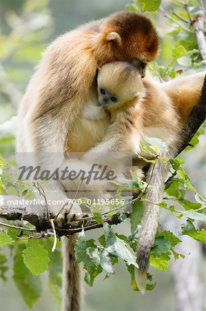 Golden Monkeys, Qinling-Gebirge, Shaanxi Provinz, China