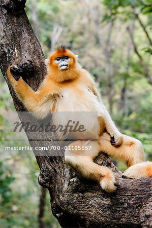 Golden Monkey, monts Qinling, Province de Shaanxi, Chine