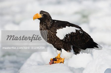 Steller's Sea Eagle on Ice Floe, Nemuro Channel, Hokkaido, Japan
