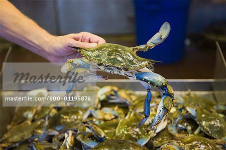 Hand Holding Crab at Seafood Market