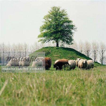 Sheep, Goes, Holland