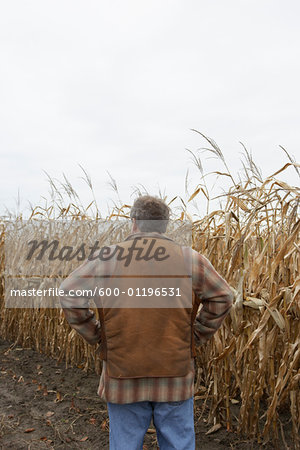 Farmer in Cornfield