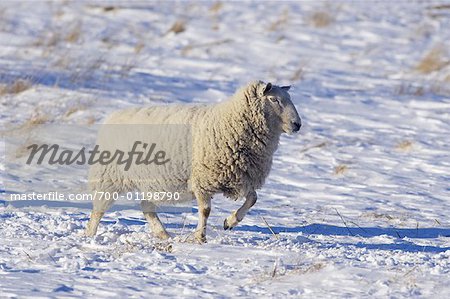 Mouton en hiver