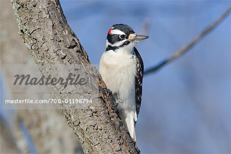 Portrait of Hairy Woodpecker