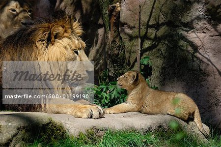 Portrait of Lion and Cub