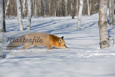 Chasse de renard roux