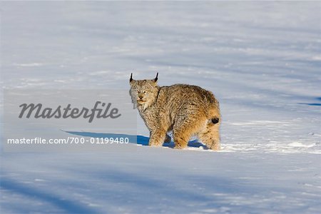 Porträt von Lynx im Schnee
