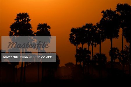 Silhouette of Palm Trees, Ayeyarwady River, Myanmar
