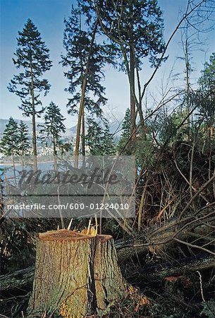 Wind beschädigt Baum im Stanley Park, Vancouver, British Columbia, Kanada