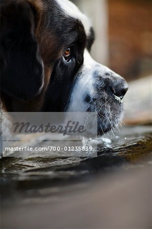 Dog Drinking Water