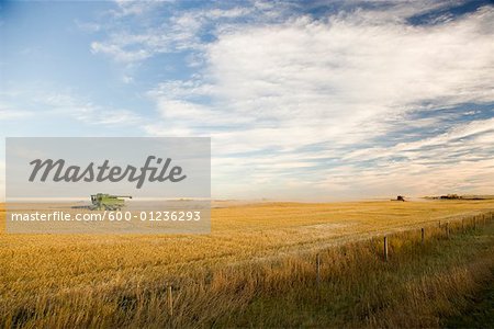 Combine Harvesting Grain Field, Southern Alberta, Canada