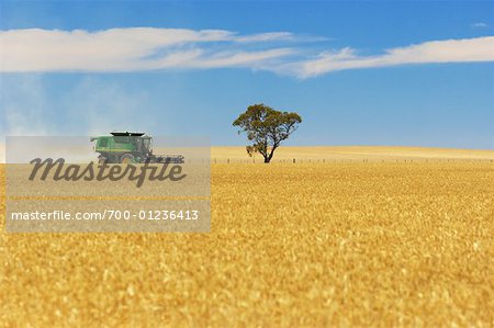Harvester en champ, Victoria, Australie