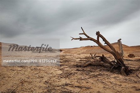 Toter Baum in der Wüste, Israel