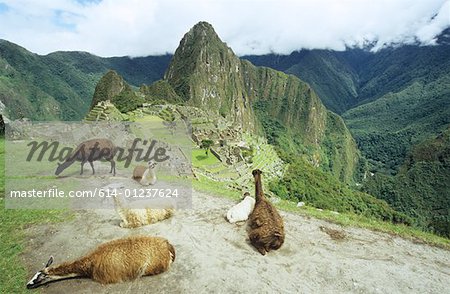 Llamas at machu picchu