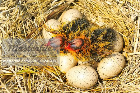 Coot Chicks Hatching from Eggs