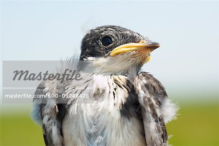 Tree Swallow municipales