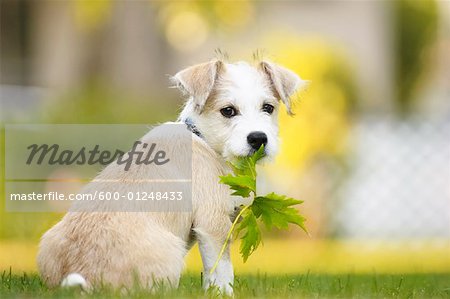 Portrait of Puppy