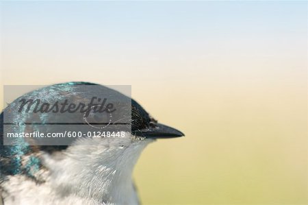 Nahaufnahme der Tree Swallow