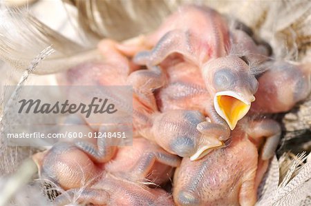 Baby Tree Swallows in Nest, Waiting for Food