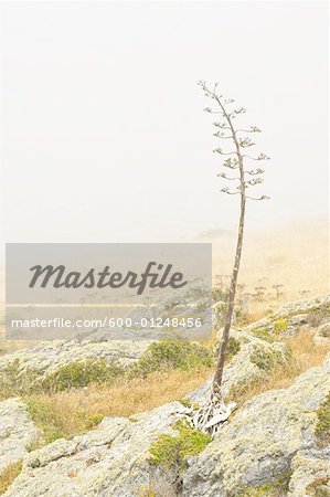 Dried Yucca Flower, Mendocino Coast, California, USA