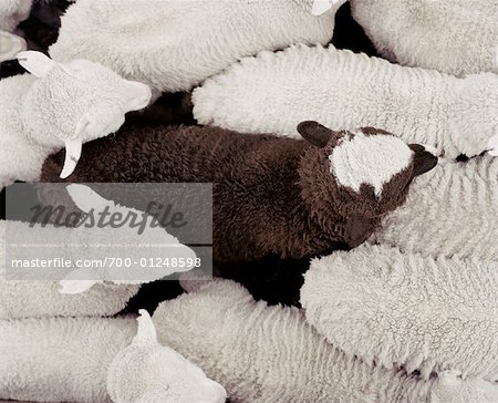 Black Lamb Surrounded by White Lambs