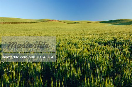 Weizenfeld nahe Colfax, Palouse Region, Whitman County, Washington, USA