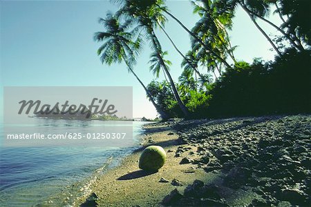 Nahaufnahme einer Kokosnuss am Strand, Papeete, Tahiti, Gesellschaftsinseln, Französisch-Polynesien