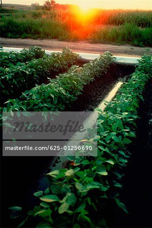 Irrigation of soybean fields