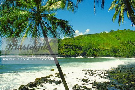 Palmiers sur la plage, Tahiti, îles de la société, Polynésie française