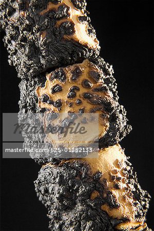 Close-up of toasted marshmallows