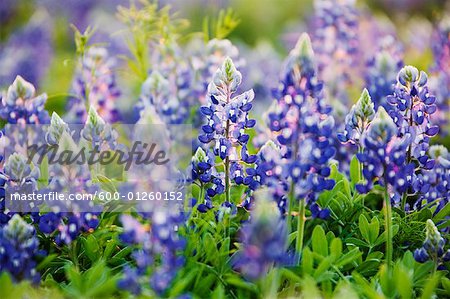 Texas Bluebonnets, Marble Falls, Texas, USA