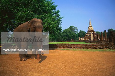 Elephant standing in a garden with a temple in the background, Amphoe Si Satchanalai, Sukhothai, Thailand