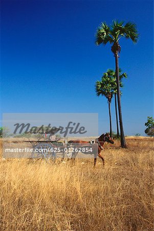 Chariot de cheval dans un champ, Bagan, Myanmar